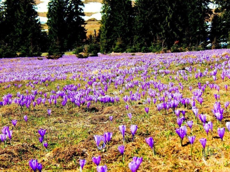 Padiș &ndash; Minunea naturală a județului Bihor