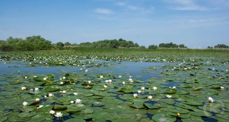 Crișan 597 thumb